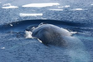 Blue Whales make a grand comeback