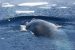 Blue Whales make a grand comeback