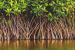 Mangrove Forests in India