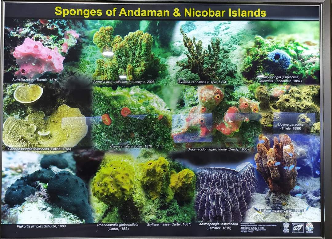Biodiversity of Andaman and Nicobar Islands