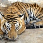 Canine Distemper Virus pushing tigers towards extinction