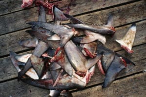 Shark Meat Consumption Surges in India