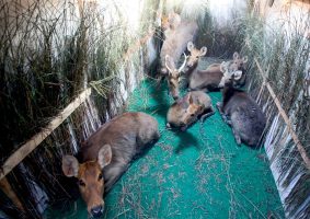 For first time 19 swamp deer translocated from Kaziranga to Manas National Park