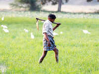 ICRISAT launches ‘Green PHABLET’ to empower small farmers