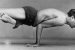 B. K. S. Iyengar