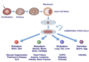 Basics of Stem cells and Pluripotent Cells