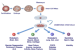 Basics of Stem cells and Pluripotent Cells