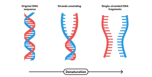 DNA sequencing