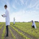 US scientists make safe GMO