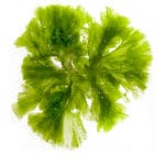 Endophytic alga species found in Indian Ocean