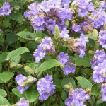 Neelakurinji: The flowers that bloom once in 12 years