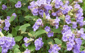 Neelakurinji: The flowers that bloom once in 12 years