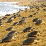 Nesting of Olive Ridley begins