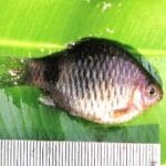 Pethia striata, a new species of fish discovered in Western Ghats