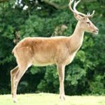 The Spread of the ‘Zombie Deer Disease’