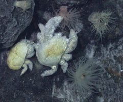 First species of Yeti crab named Kiwa Tyleri found in Antarctica