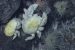 First species of Yeti crab named Kiwa Tyleri found in Antarctica