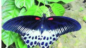 Maharashtra declares Blue Mormon as ‘State butterfly’