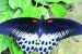 Maharashtra declares Blue Mormon as ‘State butterfly’