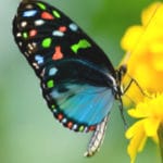 New butterfly species named ‘Banded Tit’ found in Arunachal Pradesh