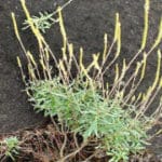 Two new plant species discovered in Western Ghats