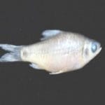 New fish species named Puntius Dolichopterus discovered in Kerala