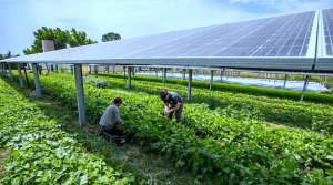 Gujarat to become 1st state to launch ‘Agro-Solar Policy’