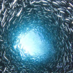 Marine Mega Fauna Stranding Management Guidelines