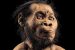 New species of human relative discovered in South Africa