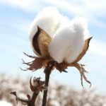 GEAC planning to recommend ‘environmental release’ of Bayer’s GM Cotton