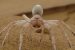 Four new crab species discovered in Kerala