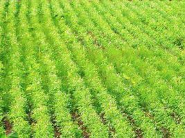 Green Indian Mission plans approved for 4 states