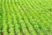 Green Indian Mission plans approved for 4 states
