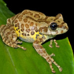 New species of tree frog named Ghatixalus magnus discovered in Western Ghats
