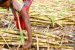 CCEA approves production subsidy of Rs 4.50/quintal to Sugarcane farmers