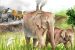 Northeast India’s first elephant hospital established at Kaziranga National Park