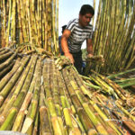 Harnessing Pressmud for Sustainable Energy in India’s Sugar Industry