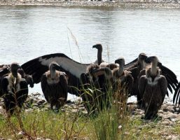 Union Cabinet approves Raptor MoU for conservation of migratory birds of prey