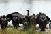 Union Cabinet approves Raptor MoU for conservation of migratory birds of prey