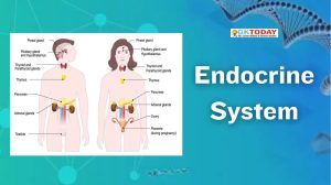 Endocrine System