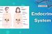Endocrine System