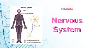 Nervous System