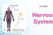 Nervous System