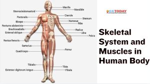 Skeletal System and Muscles in Human Body