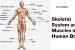 Skeletal System and Muscles in Human Body