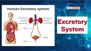 Excretory System
