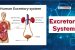 Excretory System