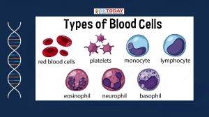 Types of Blood Cells