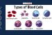 Types of Blood Cells