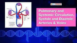 Pulmonary and Systematic Circulation, Systole and Diastole; Arteries & Veins